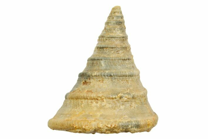 Jurassic Sea Snail (Pyrgotrochus) Fossil - Évrecy, France #367745